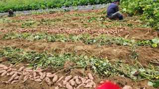 시골할머니농부박순열님의 자유주제 · 자유게시판 작성글 사진