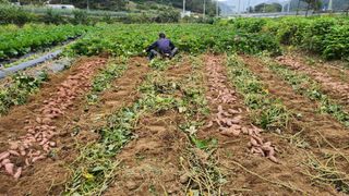 시골할머니농부박순열님의 자유주제 · 자유게시판 작성글 사진