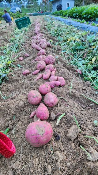 시골할머니농부박순열님의 자유주제 · 자유게시판 작성글 사진