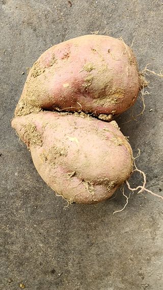 시골할머니농부박순열님의 자유주제 · 자유게시판 작성글 사진