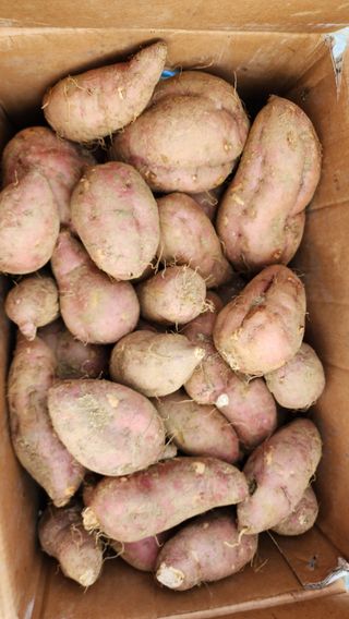 시골할머니농부박순열님의 자유주제 · 자유게시판 작성글 사진