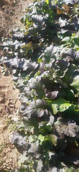 팜모닝 기타작물·영농일지 게시글 이미지