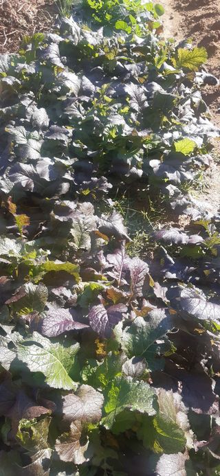 양승숙 (承光)님의 기타작물 · 영농일지 작성글 사진