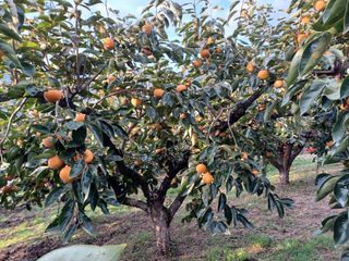 박상준 님의 감 · 영농일지 작성글 사진