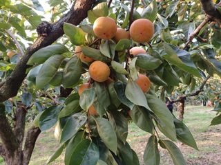 박상준 님의 감 · 영농일지 작성글 사진