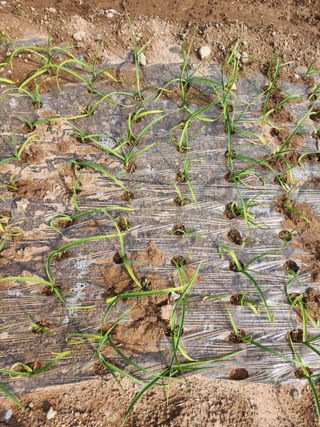 박정석님의 마늘 · 영농일지 작성글 사진