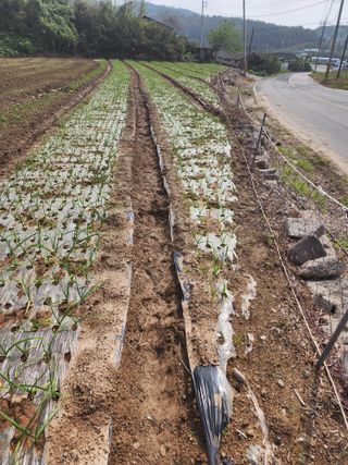 박정석님의 마늘 · 영농일지 작성글 사진