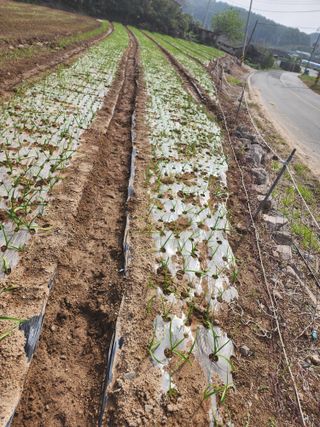 박정석님의 마늘 · 영농일지 작성글 사진