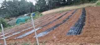 보민님의 마늘 · 영농일지 작성글 사진