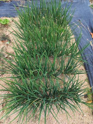 손종철님의 파 · 영농일지 작성글 사진