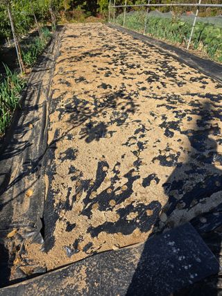 초보농사님의 자유주제 · 자유게시판 작성글 사진