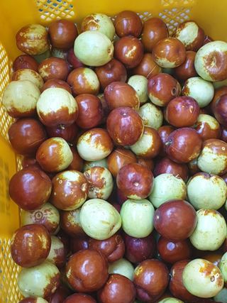 복숭아5852님의 기타작물 · 영농일지 작성글 사진