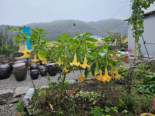 김두영님의 작성글 사진