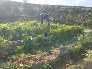 황금알대박농원!님의 감 · 영농일지 작성글 사진