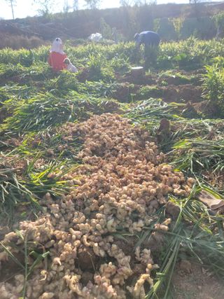 황금알대박농원!님의 감 · 영농일지 작성글 사진