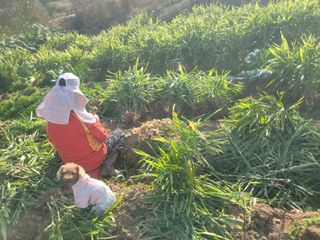 황금알대박농원!님의 감 · 영농일지 작성글 사진