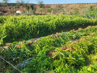 황금알대박농원!님의 감 · 영농일지 작성글 사진