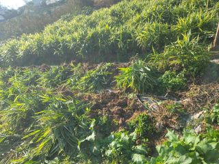 황금알대박농원!님의 감 · 영농일지 작성글 사진