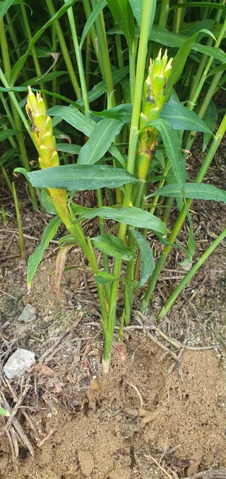 김명수(풍명농장)님의 자유주제 · 사진전 작성글 사진