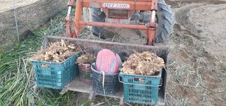 김명수(풍명농장)님의 자유주제 · 사진전 작성글 사진