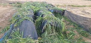 김명수(풍명농장)님의 자유주제 · 사진전 작성글 사진