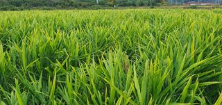 김명수(풍명농장)님의 자유주제 · 사진전 작성글 사진