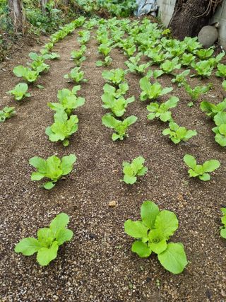 이찬암님의 배추 · 영농일지 작성글 사진