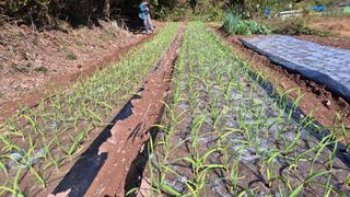 허영옥님의 마늘 · 영농일지 작성글 사진