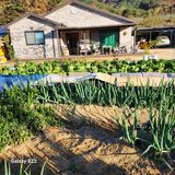 팜모닝 배추·영농일지 게시글 이미지