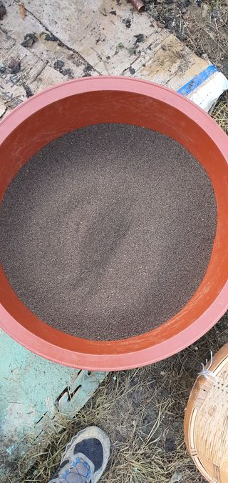 김성태님의 들깨 · 영농일지 작성글 사진