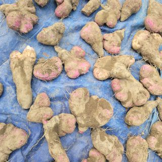 김선순(공룡자색마)님의 농사경력 최고의 순간을 알려주세요. · 참여글 작성글 사진