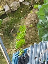 팜모닝 상추·영농일지 게시글 이미지