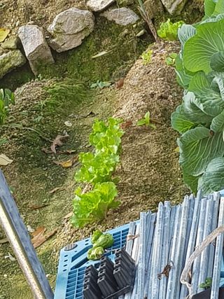 짱순이연속8월출석왕님의 상추 · 영농일지 작성글 사진