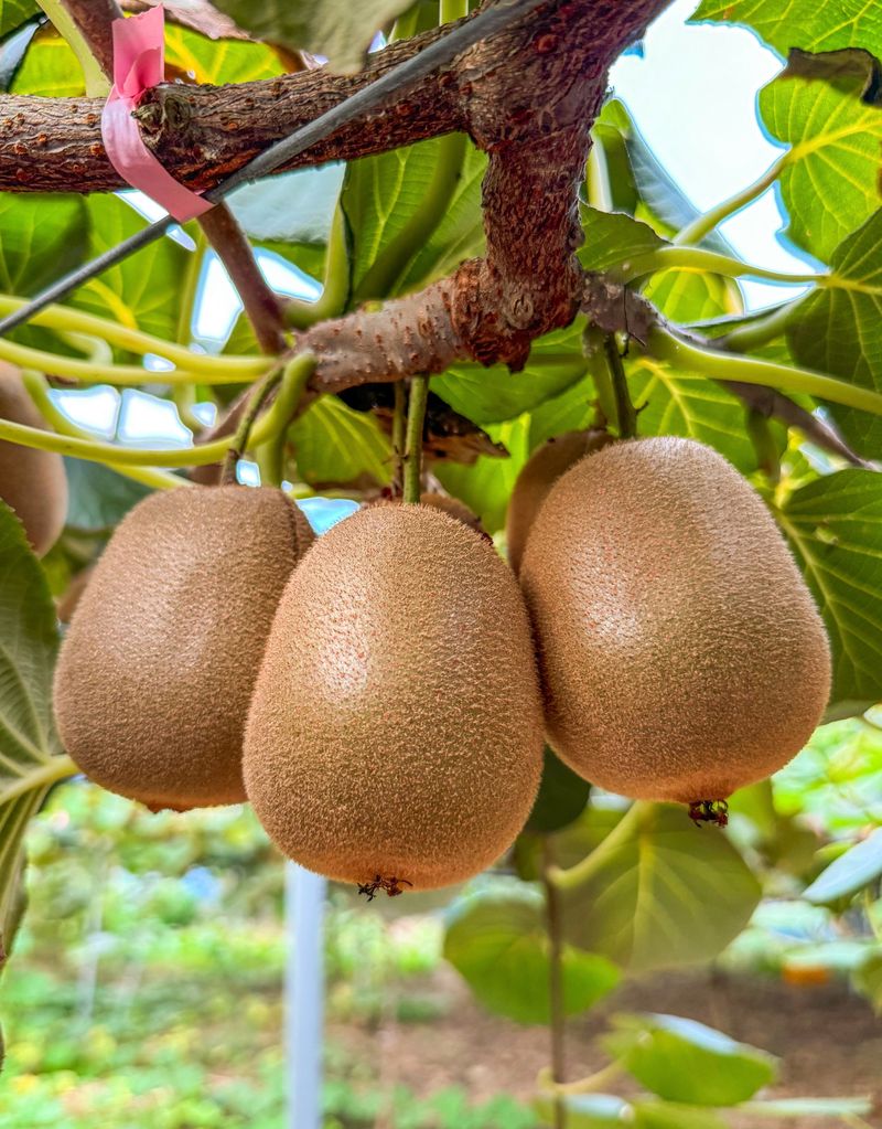 농부손녀님의 장터 판매 상품 [[슈퍼푸드 그린키위] 왕실황제 키위 5kg 10kg] 첨부 사진