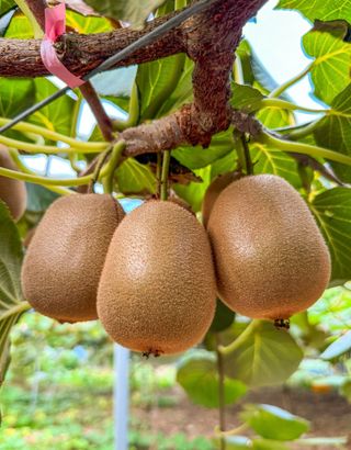 농부손녀님의 작성글 사진