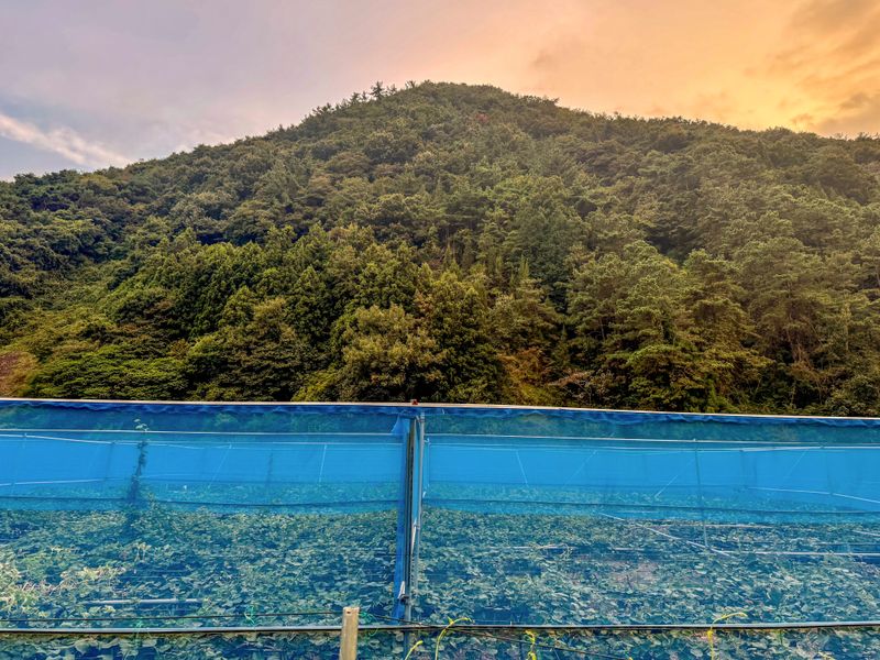 농부손녀님의 장터 판매 상품 [[슈퍼푸드 그린키위] 왕실황제 키위 5kg 10kg] 첨부 사진