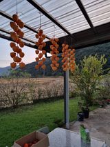 팜모닝 감·영농일지 게시글 이미지