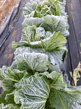 팜모닝 들깨·영농일지 게시글 이미지