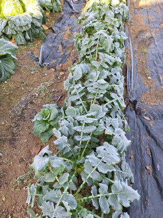 김광수님의 들깨 · 영농일지 작성글 사진