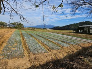 백호순(후추)님의 마늘 · 영농일지 작성글 사진