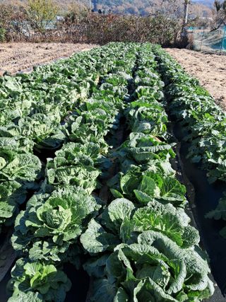 서상기 은퇴농장님의 배추 · 영농일지 작성글 사진