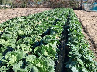 서상기 은퇴농장님의 배추 · 영농일지 작성글 사진