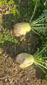 팜모닝 농사, 무엇이든 물어보세요!·참여글 게시글 이미지