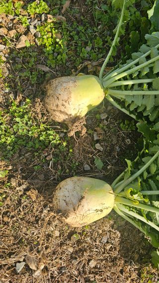 이부균님의 농사, 무엇이든 물어보세요! · 참여글 작성글 사진