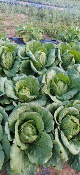 팜모닝 배추·영농일지 게시글 이미지