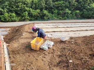 최원복님의 마늘 · 영농일지 작성글 사진