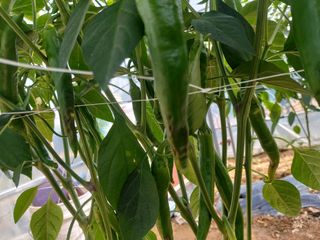 윤병주님의 고추 · 병해충상담 작성글 사진