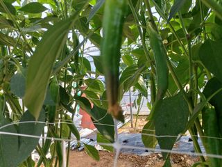 윤병주님의 고추 · 병해충상담 작성글 사진