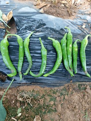 윤병주님의 고추 · 병해충상담 작성글 사진