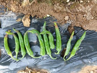 윤병주님의 고추 · 병해충상담 작성글 사진